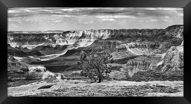 Grand Canyon lone tree Framed Print by Greg Marshall