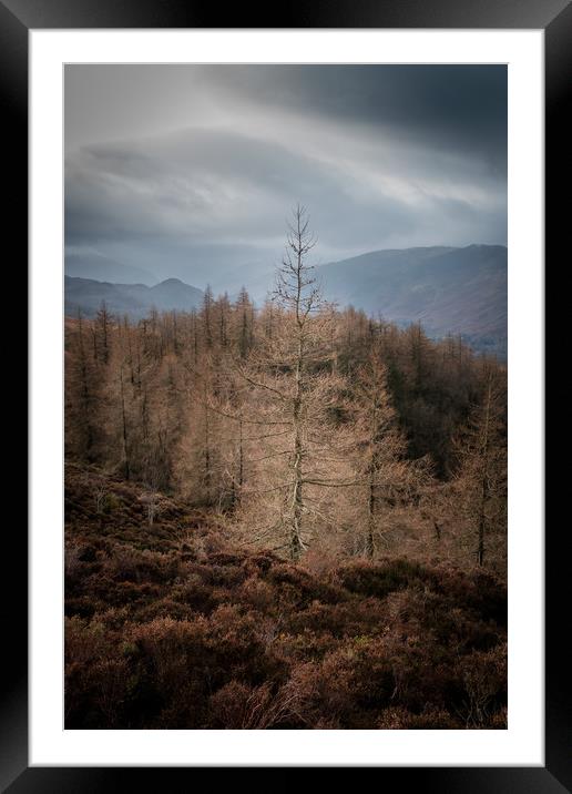 Lone tree Lake District  Framed Mounted Print by Greg Marshall