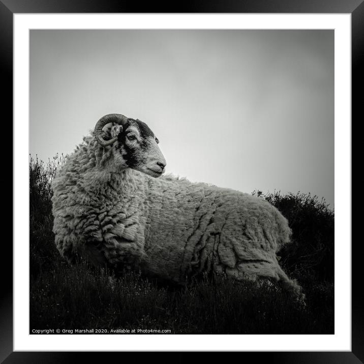 Moody Sheep in Mono Framed Mounted Print by Greg Marshall