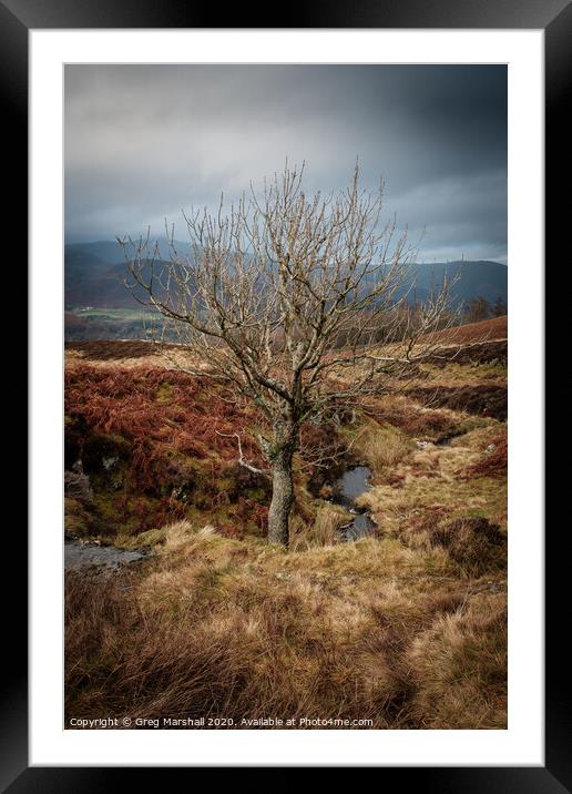 Autumn Tree Lake District Framed Mounted Print by Greg Marshall
