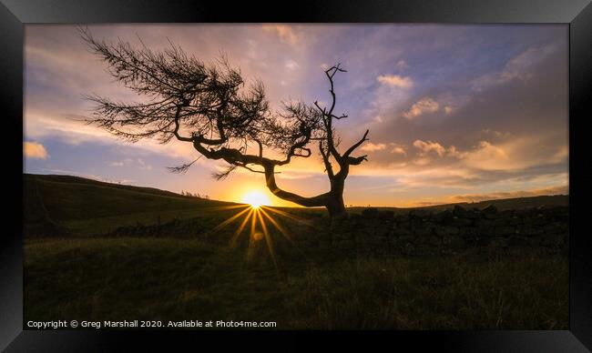 The Lone Tree at Roseberry Topping at sunrise Framed Print by Greg Marshall