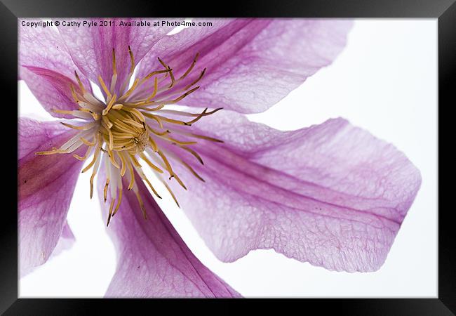 Clematis Framed Print by Cathy Pyle