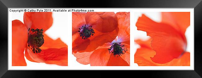 Poppies triptych (white border) Framed Print by Cathy Pyle