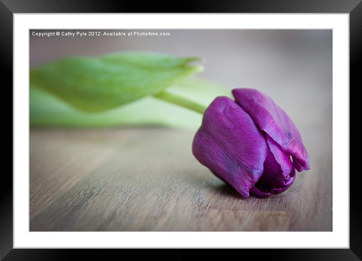 Purple tulip Framed Mounted Print by Cathy Pyle