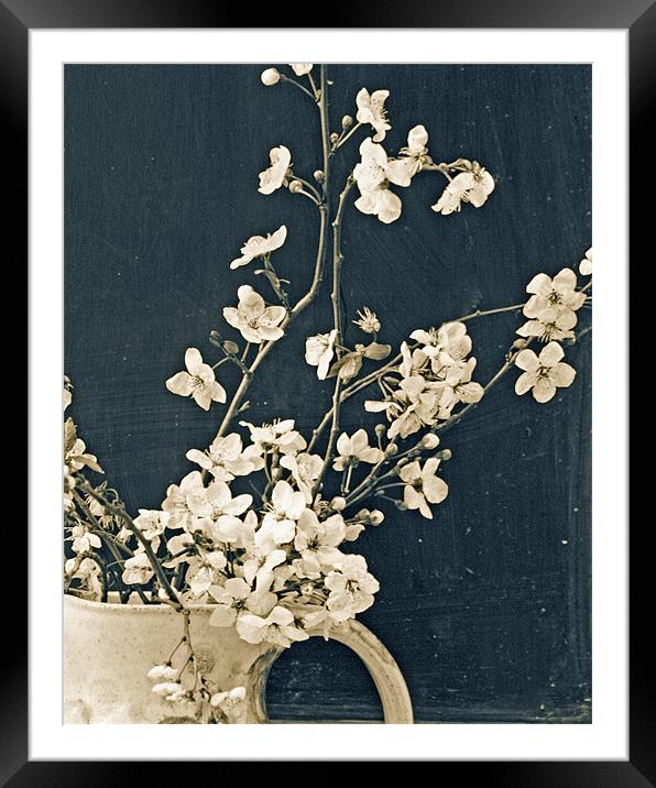 A jug of blossom Framed Mounted Print by Cathy Pyle