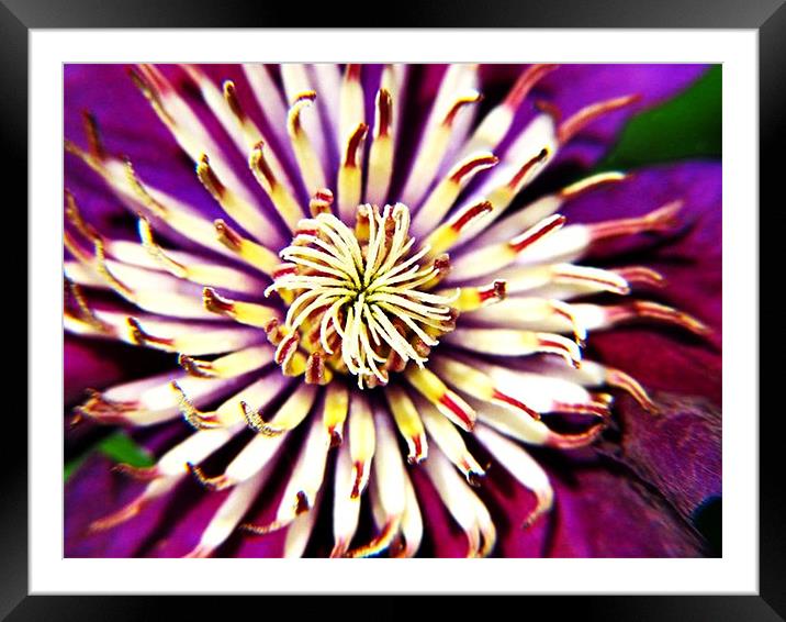 Flower Bloom Framed Mounted Print by Katie Anderson