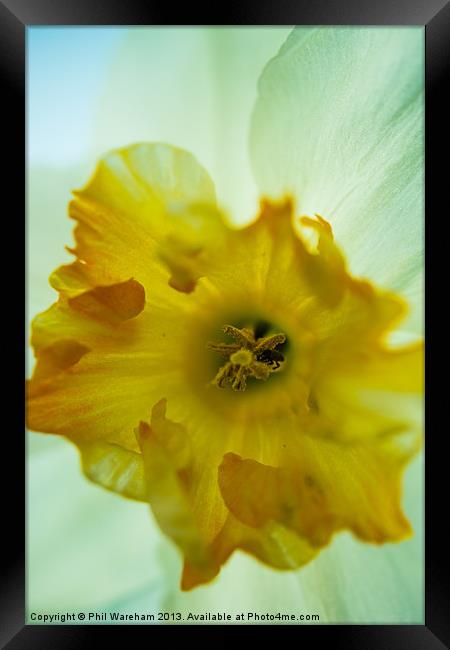 Narcissus Framed Print by Phil Wareham