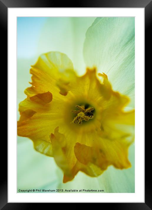 Narcissus Framed Mounted Print by Phil Wareham