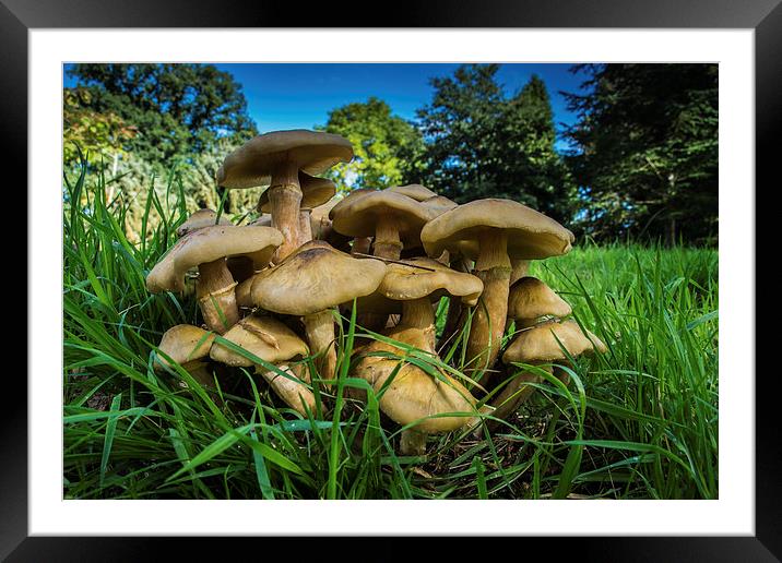 In the wild Framed Mounted Print by Phil Wareham