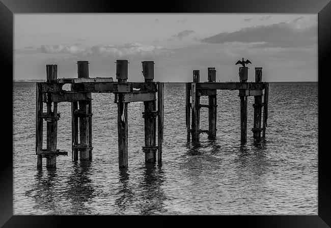 Cormorant and Dolphins Framed Print by Phil Wareham