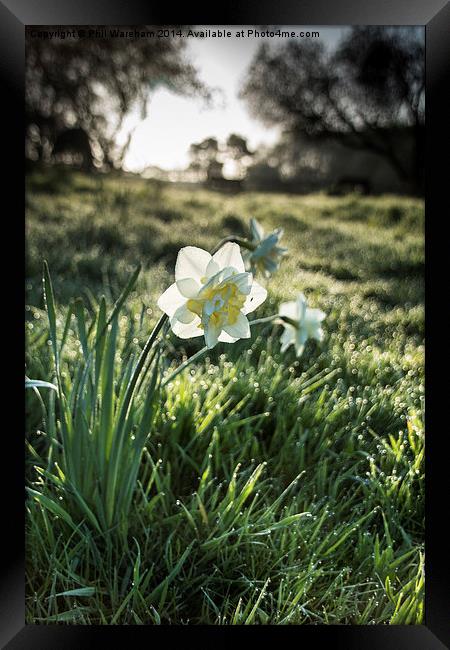 Narcissus in a field Framed Print by Phil Wareham