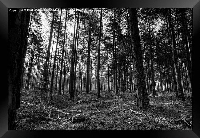 Black and White Woodland Framed Print by Phil Wareham