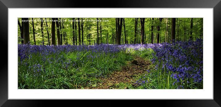 Woodland Path Framed Mounted Print by Phil Wareham