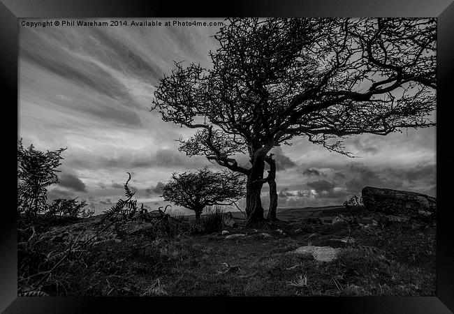  Dartmoor Tree Framed Print by Phil Wareham