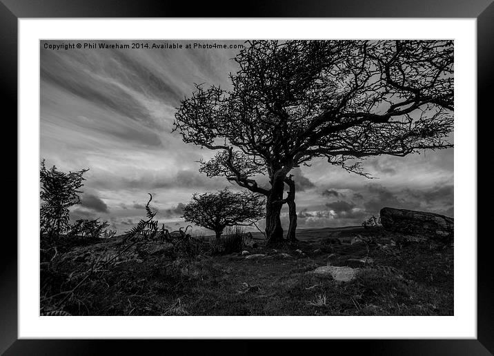  Dartmoor Tree Framed Mounted Print by Phil Wareham