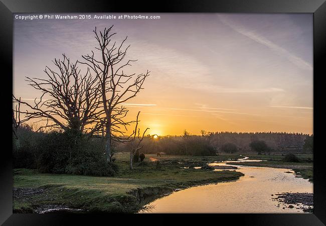  New Forest Sunrise Framed Print by Phil Wareham