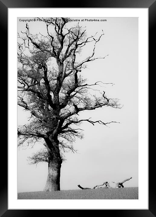  Tree Framed Mounted Print by Phil Wareham