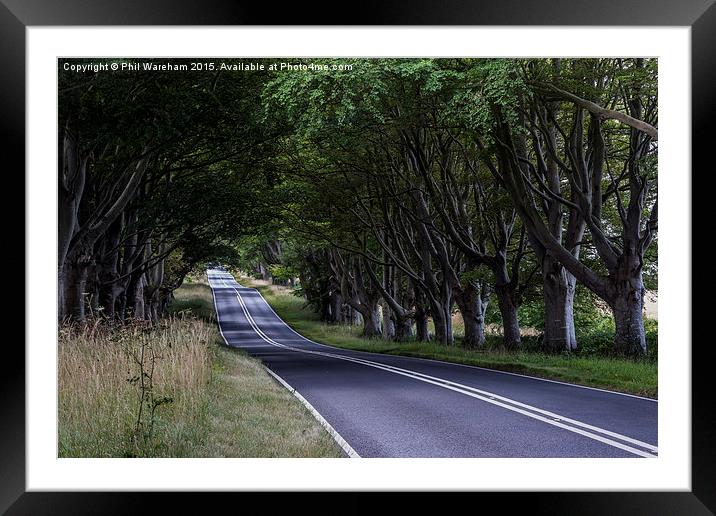  Beech Avenue in summer Framed Mounted Print by Phil Wareham