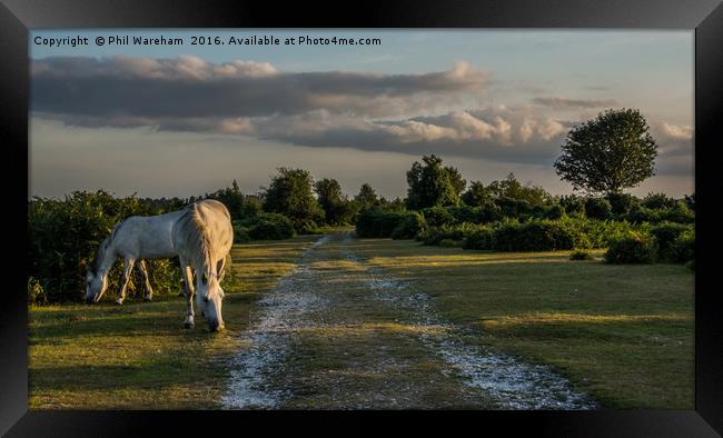 White Ponies Grazing Framed Print by Phil Wareham