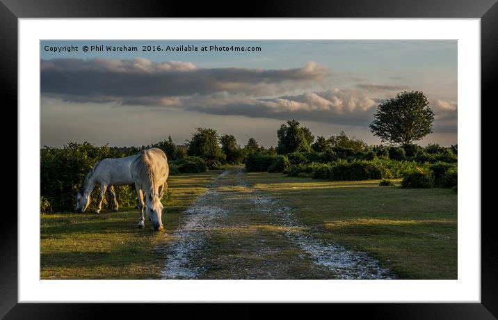 White Ponies Grazing Framed Mounted Print by Phil Wareham