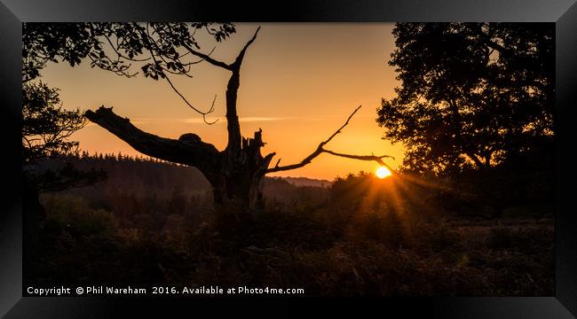 Mogshade in the Morning Framed Print by Phil Wareham