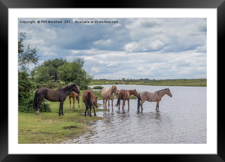New Forest Ponies Framed Mounted Print by Phil Wareham