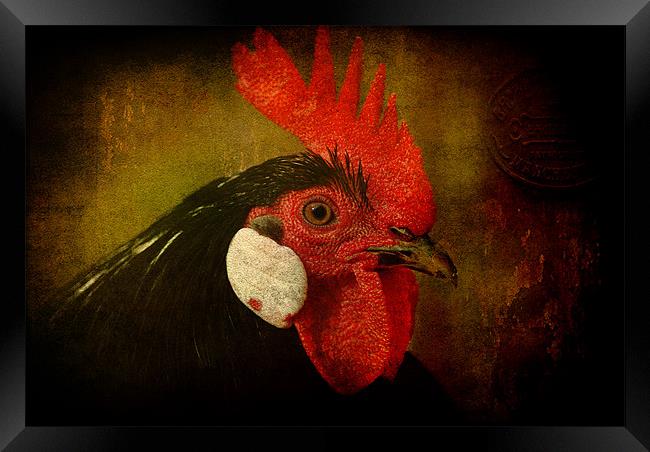 Rocky Rooster Framed Print by Clare Colins