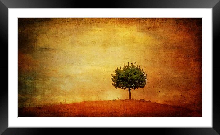 Lone Pine Framed Mounted Print by Clare Colins