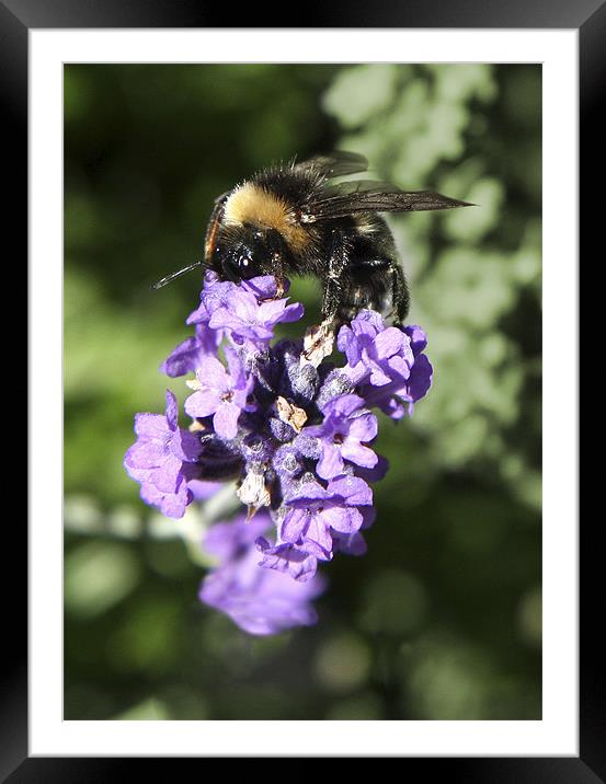 Honey for tea Framed Mounted Print by Andrew Watson