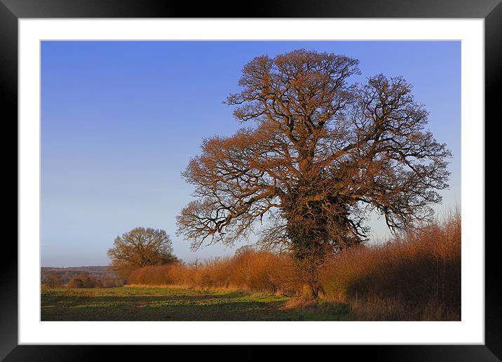January oak sunset Framed Mounted Print by Andrew Watson