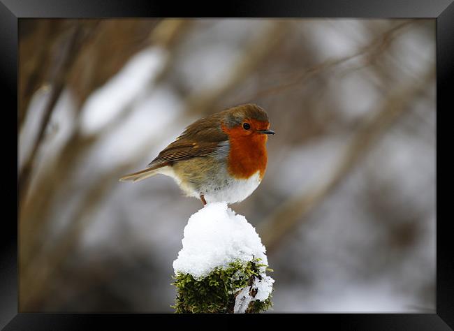 Robin on snowy stump Framed Print by Andrew Watson