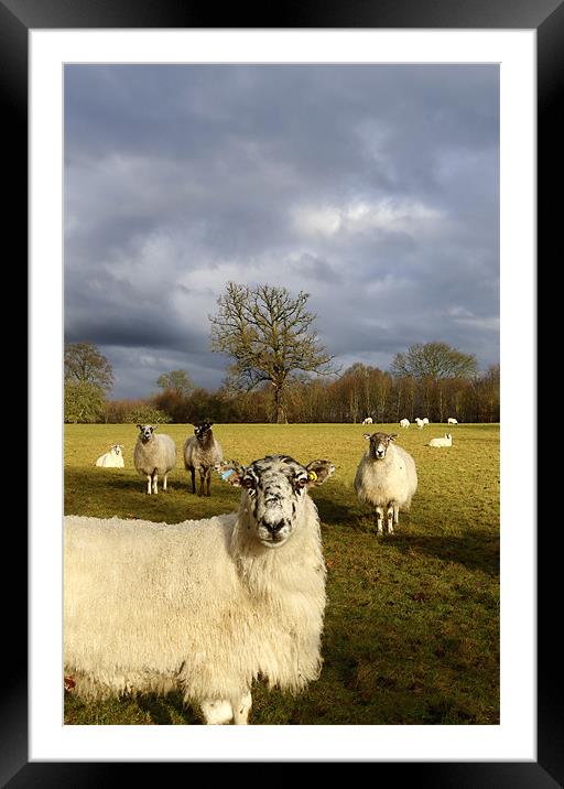 Who Are Ewe Looking At? Framed Mounted Print by Andrew Watson