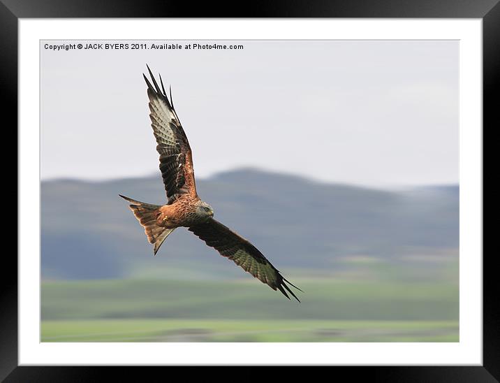 Red Kite Framed Mounted Print by Jack Byers