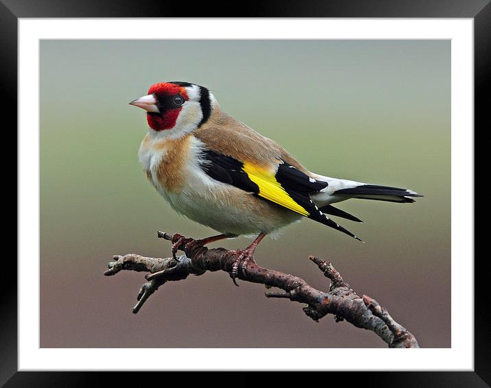 Goldfinch on branch. Framed Mounted Print by Jack Byers
