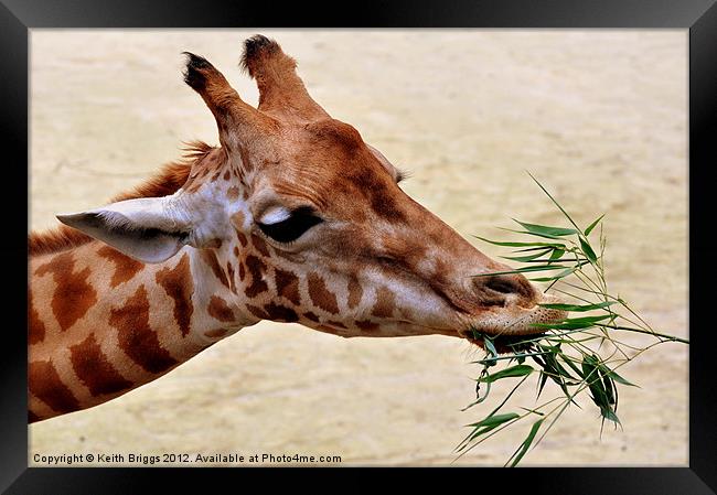 Giraffe Feeding Framed Print by Keith Briggs