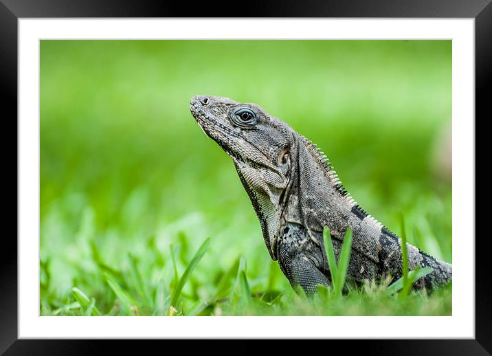 Iguana Framed Mounted Print by Keith Briggs