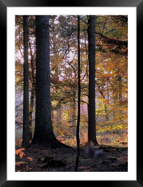 Enchanted Forest Framed Mounted Print by Jane Chivers