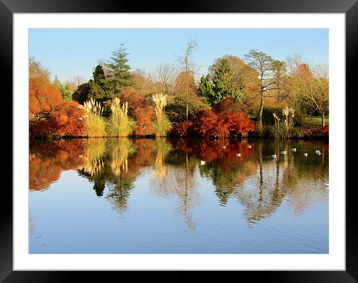 Wakehurst In Autumn Framed Mounted Print by Jane Chivers
