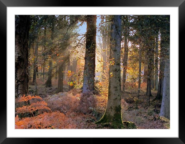 Secret Forest Framed Mounted Print by Jane Chivers
