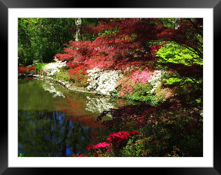 Exbury in Bloom Framed Mounted Print by Jane Chivers