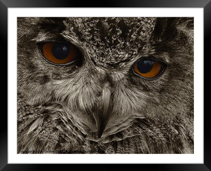 Eagle Owl Bird Of Prey Framed Mounted Print by Julie  Chambers