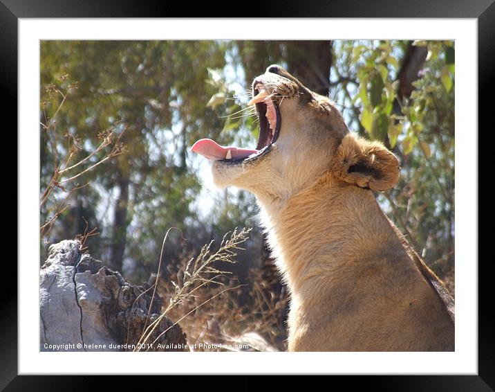 Lioness Yawning Framed Mounted Print by helene duerden