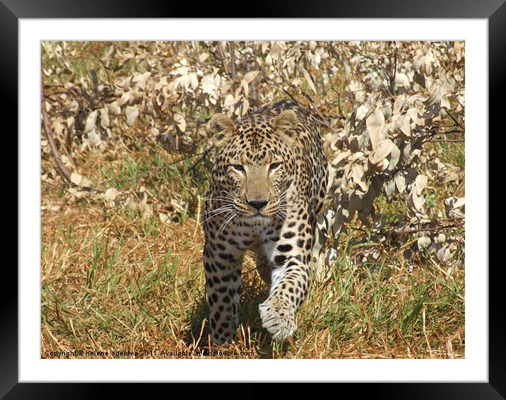 Leopard in Africa Framed Mounted Print by helene duerden