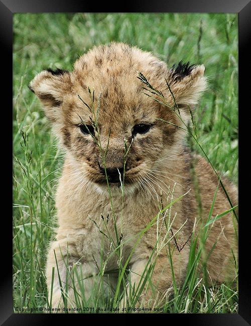 Lion Cub Framed Print by helene duerden
