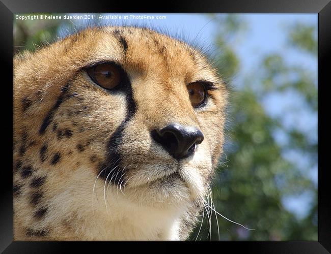 Cheetah Stare Framed Print by helene duerden