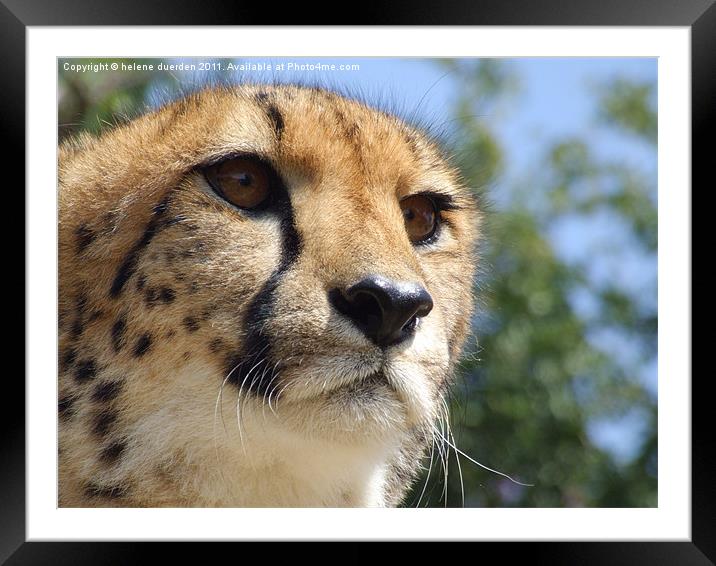 Cheetah Stare Framed Mounted Print by helene duerden