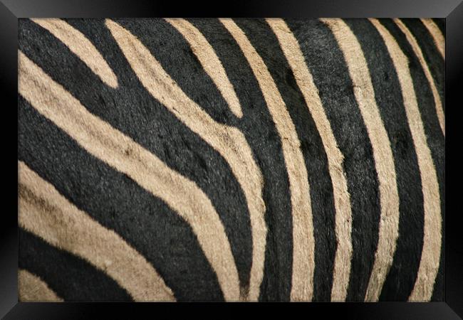 Zebra Stripes Framed Print by helene duerden