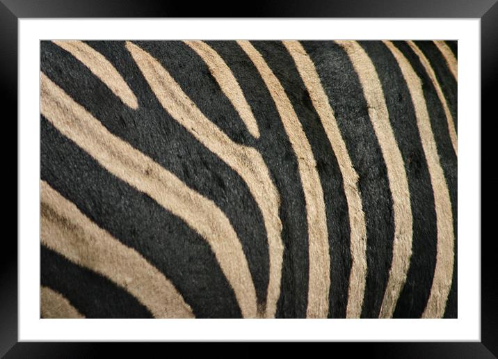 Zebra Stripes Framed Mounted Print by helene duerden