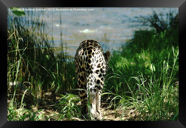 Leopard and water Framed Print by helene duerden