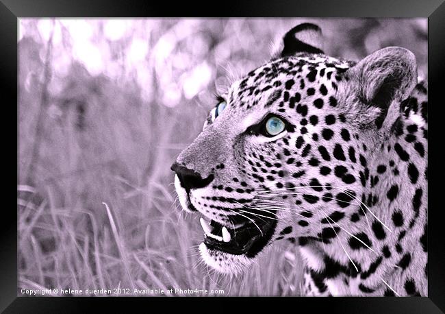 Waiting for dinner Framed Print by helene duerden